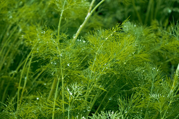 green dill background