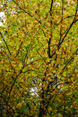 fondo de hojas de haya en otoño