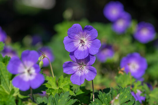 Cranesbills group of blue white purple flowers in bloom, Geranium Rozanne flowering ornamental plant, green leaves