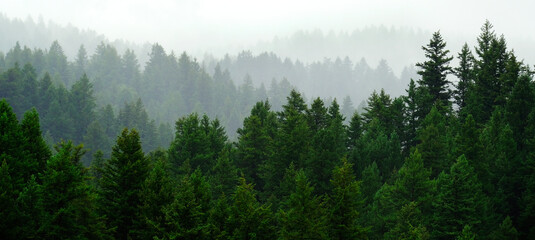 Rainy Lush Green Pine Tree Forest Forrest in Wilderness Mountains - Powered by Adobe