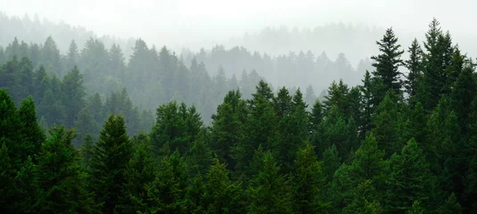 Fototapeten Rainy Lush Green Pine Tree Forest Forrest in Wilderness Mountains © Lane Erickson
