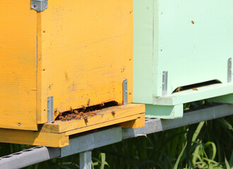 hive with beehives for the production of honey and combs
