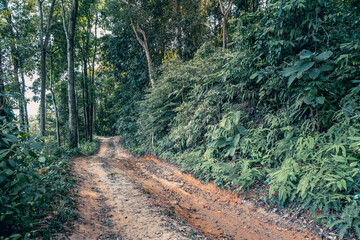 Naklejka na ściany i meble Empty dirt road through dense rain forest with high trees, bushes and grass, Koh Samui, Thailand