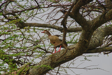Egyptian goose, Alopochen aegyptiaca, sitting in Acacia tree