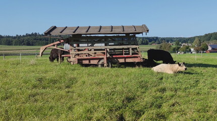 Cows graze on a rural farm