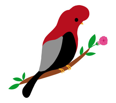 Andean Cock of the Rock - Rupicola peruvianus, vector illustration