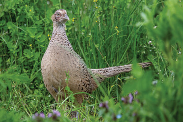 Female Pheasant