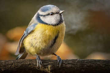 Blaumeise auf einem Ast