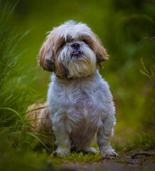 Naklejka na ściany i meble shih tzu dog in the green grass in the forest in summer