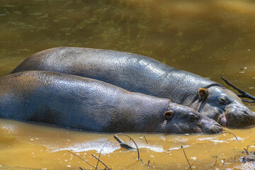 dos hipopotamos en el agua