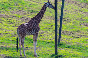 una jirafa entre los arboles en un prado verde