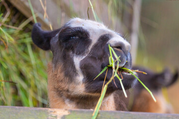 cabeza de una llama masticando hierba