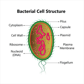 Bacterial cell anatomy labeling structures on a bacillus cell with nucleoid DNA and ribosomes. External structures include the capsule, pili, and flagellum.