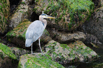 Great Blue Heron standing at low tide on rocks with seaweed draped