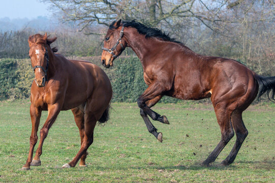 Thoroughbred racehorses enjoying turnout