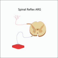 Vector spinal reflex arg vector illustration