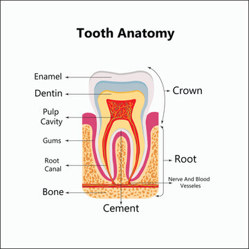 Human teeth realistic infographics with flat images of tooth profile views with dentine gum and pulp vector illustration