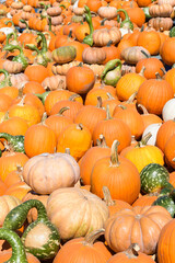 Randon pile of orange and green pumpkins and gaurds in sunshine