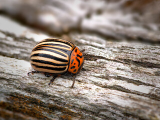 The Colorado potato beetle or the ten-striped spearman and the potato bug (Leptinotarsa decemlineata) in macro details on the wood with blurred background