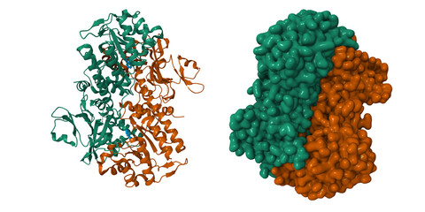Crystal structure of human nicotinamide phosphoribosyltransferase (NMPRTase) complexed with nicotinamide (blue). 3D cartoon and Gaussian surface models, PDB 2e5d