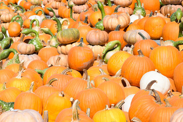 Mass of orange and green pumpkins and gourds in sunshine