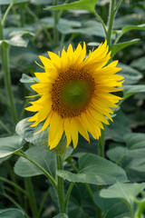 sunflower in the field