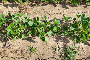 Small soybean plants growing at a soybean field.