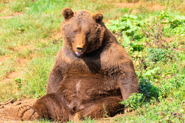 oso pardo sentado en una paradera verde