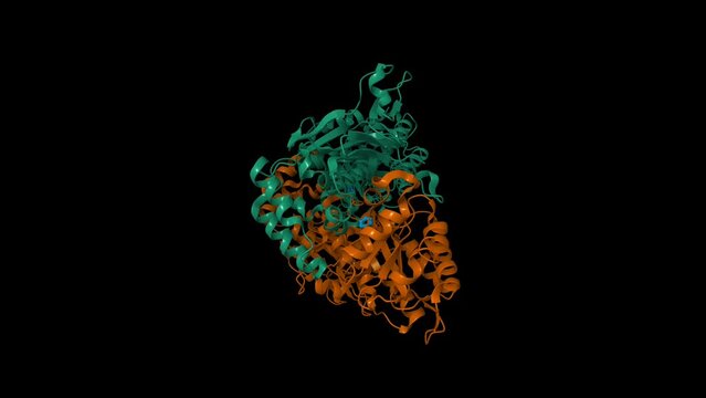 Crystal structure of human nicotinamide phosphoribosyltransferase (NMPRTase) complexed with nicotinamide (blue). Animated 3D cartoon and Gaussian surface models, PDB 2e5d, black background