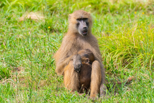 mono con su cria sentado en pradera verde