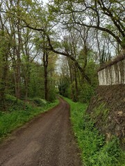 Obraz premium A cozy path through the forest. Green nature in Germany