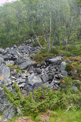 Der Dovrefjell Nationalpark in Norwegen mit seinen charakteristische Pflanzen und Wegen. Gesehen auf dem Pilgerweg St. Olavsweg, Gamle Kongevegen auf dem Weg von Oslo nach Trondheim.