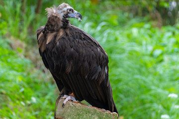 buitre negro posado en una madera