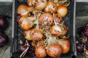 A bunch of braided fresh onions lies in a box outdoors in the garden. Close-up food photography, agriculture.