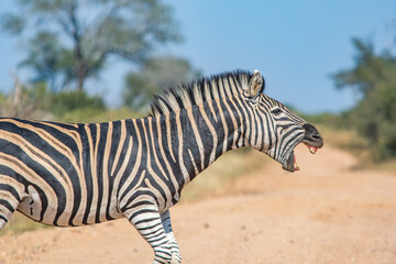 zebra showing its teeth