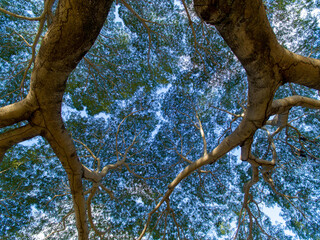 Peaceful, Arboreal 