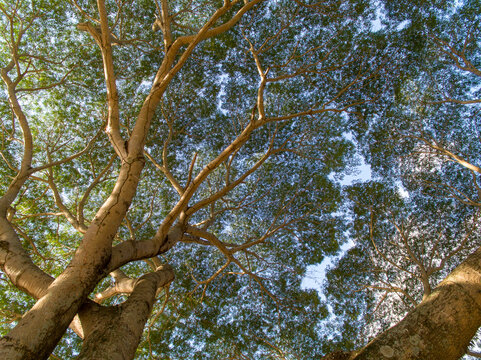 tree and sky