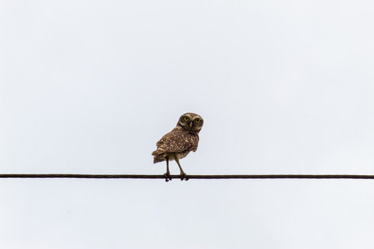 Observation