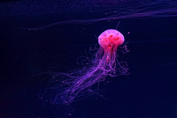 Fluorescent jellyfish swimming underwater aquarium pool with red neon light. The Lion's mane...