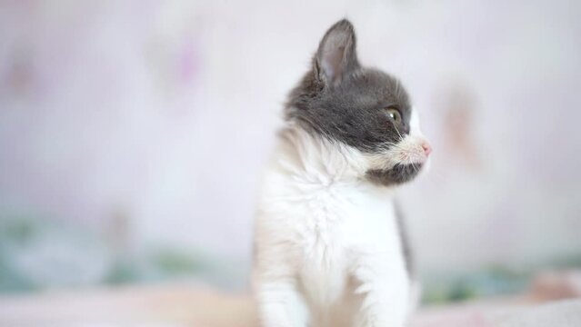 Cute little grey and white kitten sitting on sofa. Young cute little kitty at home. Cute funny home pets. Domestic animal and young kittens