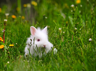 dwarf white bunny in green grass nature