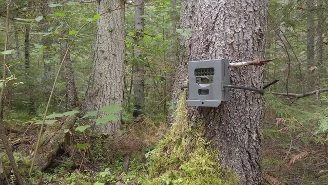 Camera trap