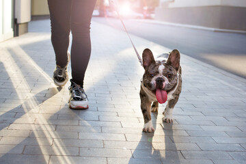 A man leads a French bulldog dog on a leash.