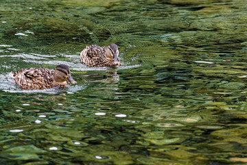 Kaczki krzyzówki na jeziorze górskim Zielone Pleso. Słowacja. © Tomasz