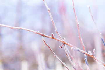 Morning frost on trees in apple orchard. Orchard blur with soft light for background.
