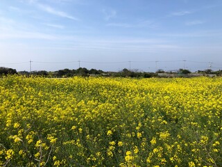 제주유채꽃