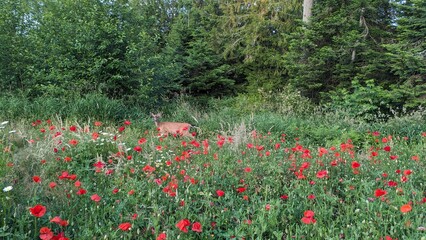 Deer in flower field of poppies