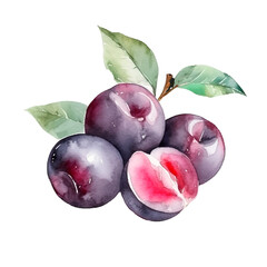 Plums painted in watercolor artistic style. Ripe fruit sketch isolated