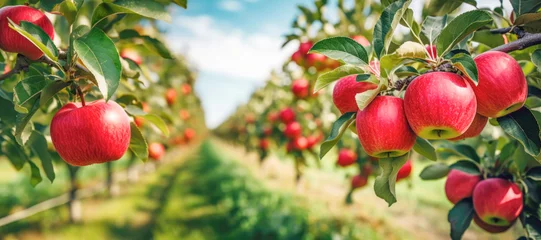 Fotobehang Nature's Treasures: Amidst green foliage, red apples are ripe for the picking, a testament to the fruitful art of farming. © EdNurg