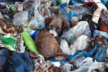 An abandoned stray dog sleeps on a pile of garbage.
A dog in a landfill in Ukraine.